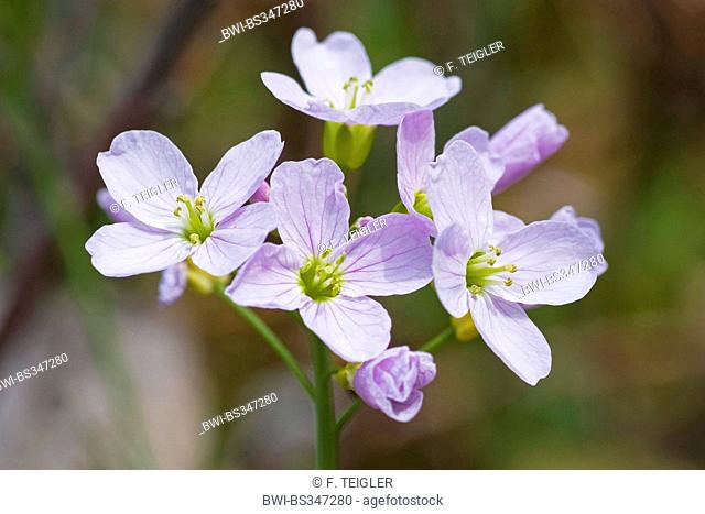 Bog Pink, Cuckoo Flower, Lady's Smock, Milkmaids (Cardamine pratensis), flowers, Germany
