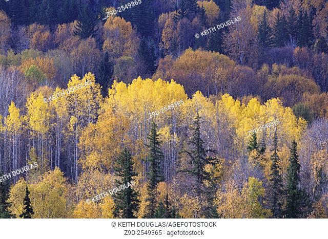 Fall colours of yellow Aspen leaves above the Bulkley river, near Hzelton, British Columbia