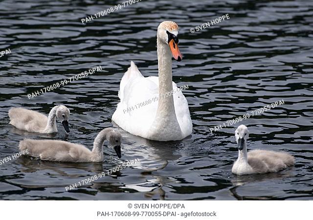 A swan swimming with its young on Kochelsee lake in Schlehdorf, Germany, 8 June 2017. Photo: Sven Hoppe/dpa. - Schlehdorf/Bavaria/Germany