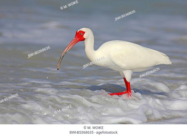 white ibis (Eudocimus albus), on the feed in the sea, USA, Florida, Lovers Key