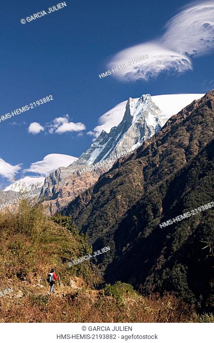 Nepal, Gandaki, Annapurna region, Sinuwa, trekker walking towards the holy Machapuchare mountain, lenticular clouds above
