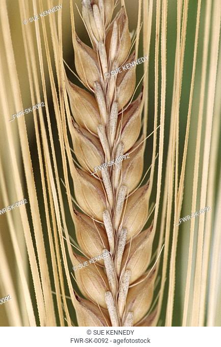 Hordeum - variety not identified, Barley