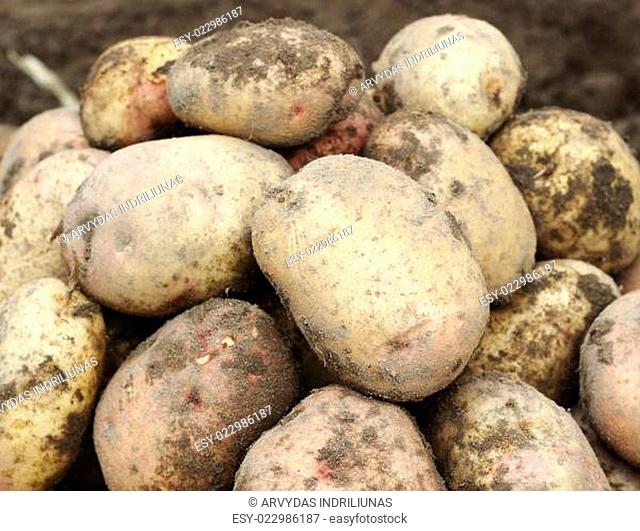 Pile of fresh potatoes