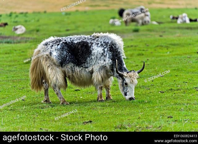 Mongolisches Yak grast auf der Weide, Mongolei / Mongolian yak grazing on a pasture, Mongolia