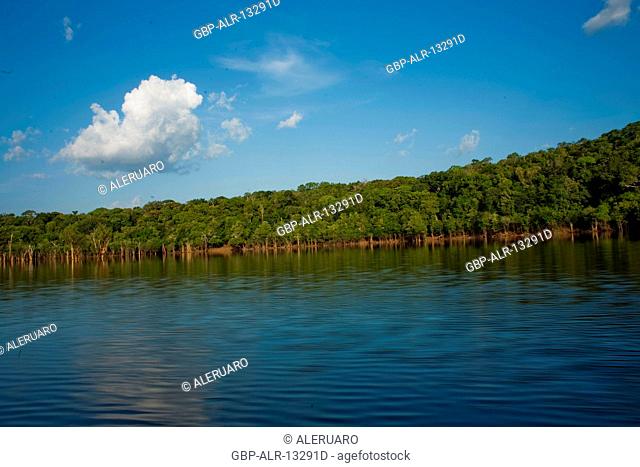 Landscape, Forest, Cuieiras River, Manaus, Amazônia, Amazonas, Brazil