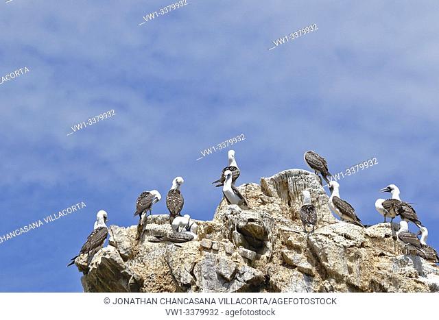 Small colony of Peruvian booby (Sula variegata) perched preying on a rocky boulder of the Ballestas Islands in Paracas, Peru