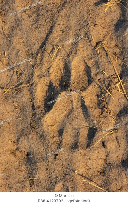 Africa, Zambia, Kafue national Park, Leopard (Panthera pardus pardus), tracks in the sand