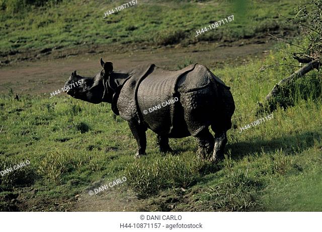 Great one-horned Rhinoceros, Rhinoceros unicornis, Chitwan National Park, Terai, Nepal, UNESCO Heritage