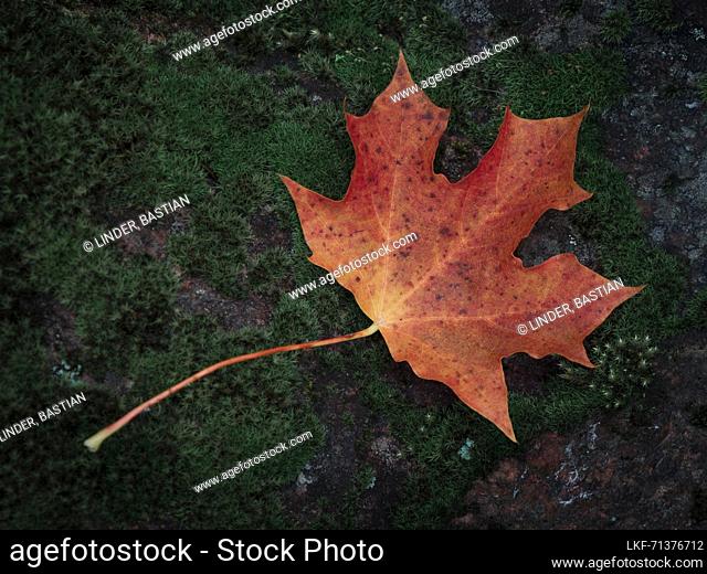 Autumn leaves of orange maple leaf on green moss