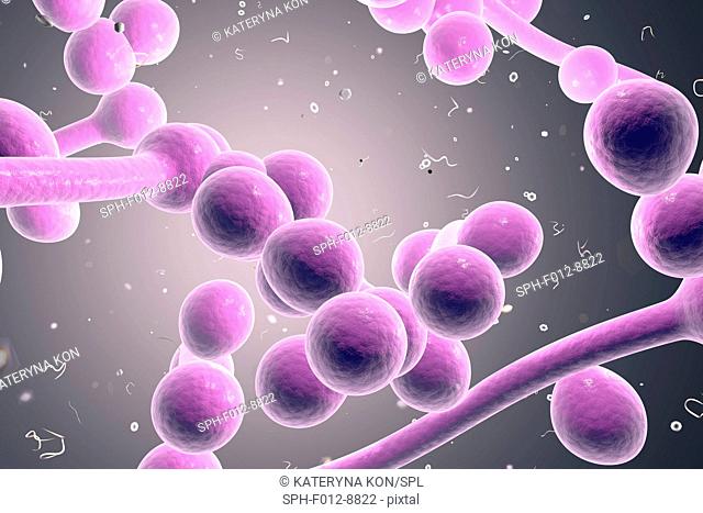 Computer illustration of fungi (yeast). Candida albicans is found on the skin and mucous membranes of the mouth, genitals, respiratory and digestive tracts