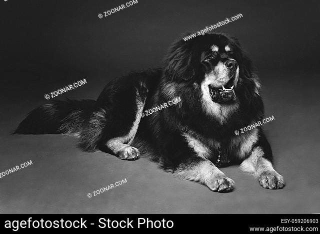 Closeup portrait of big beautiful Tibetan mastiff dog lying over black background. Copy space. Monochrome