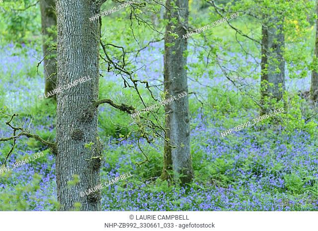 Bluebells (Hyacinthoides non-scripta) and Sessile Oak (Quercus petraea), Drippan Wood, Glen Finglas, Woodland Trust Reserve