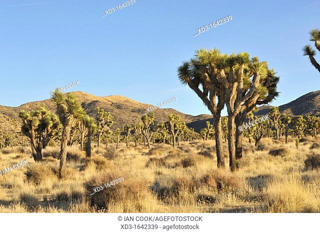 Joshua tree, Yucca brevifolia, Joshua Tree National Park, Mojave Desert, California, USA