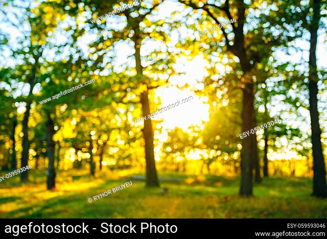 Abstract Autumn Summer Natural Blurred Forest Background. Bokeh, Boke Woods With Sunlight Green and Yellow Colors of Nature