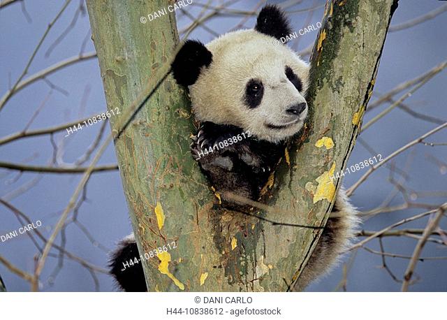 Giant Panda, Ailuropoda Melanoleuca, Wolong, Sichuan, China, Asia, Sichuan Giant Panda Sanctuaries, Man And Biosphere