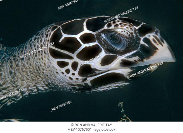 Hawksbill Turtle - Close head shot of Turtle. (Eretmochelys imbricata)