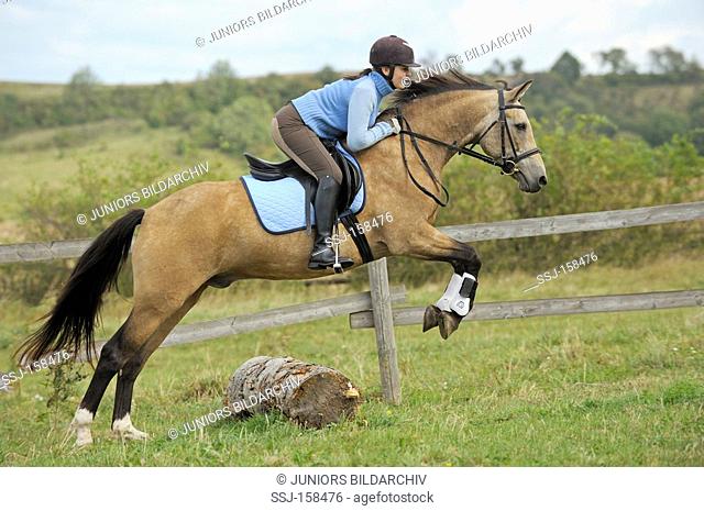 young woman on Connemara horse - jumping over trunk
