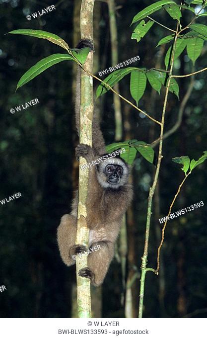 gray gibbon, Mueller's gibbon, Bornean Gibbon Hylobates muelleri, climbing on tree