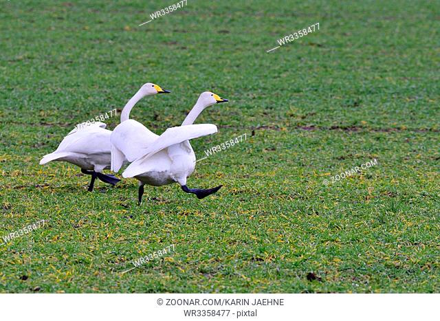 Whooper swan on a meadow. Singschwaene auf einem Feld in Sachsen