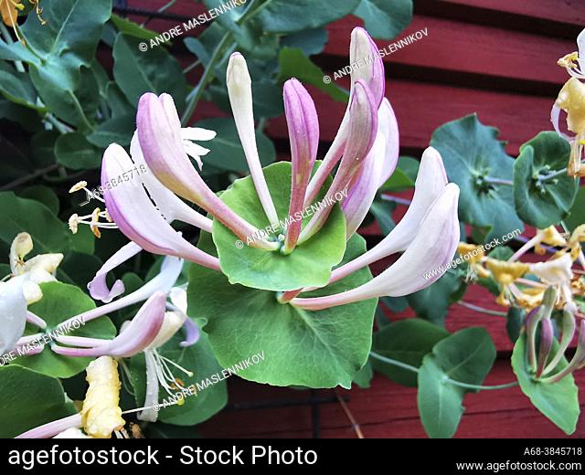Honeysuckle is woody with serpentine, clinging stem, opposite leaves and fragrant flowers. The broadly oval leaves are short-stemmed