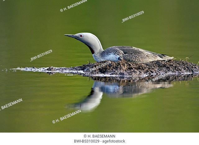 red-throated diver (Gavia stellata), watchfully red-throated diver breeding , Norway, Troms