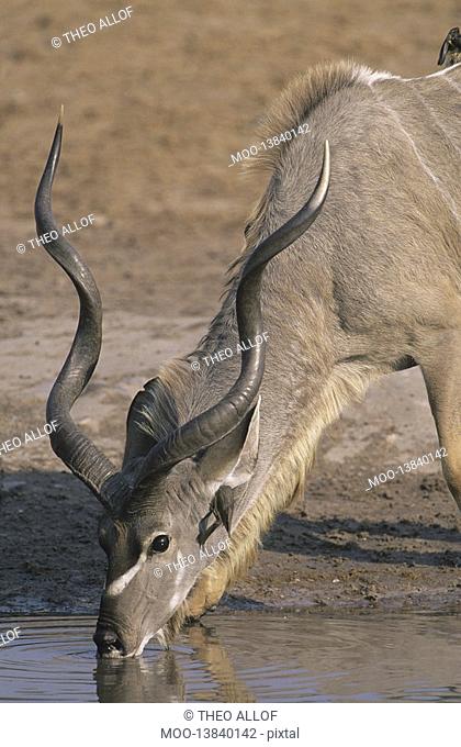 Antelope drinking from pond