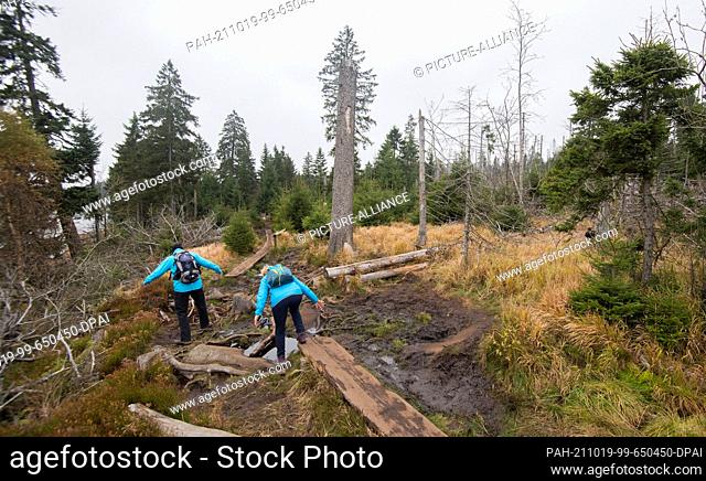 19 October 2021, Lower Saxony, Oderteich: Hikers walk between spruce forests destroyed by the bark beetle around the Oderteich dam in the Harz National Park