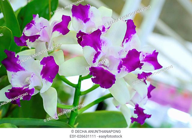 Cattleya is a genus of 113 species of orchids from Costa Rica and the Antilles south to Argentina