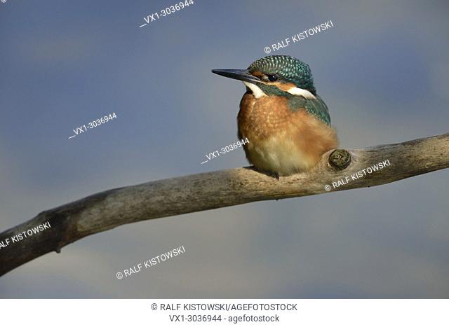 Common Kingfisher ( Alcedo atthis ), young bird perched on a branch, in wonderful light in front of a beautiful background