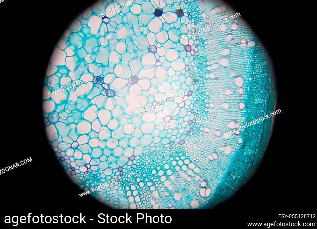 Microscopic photography of Steam of wood dicotyledon, cross section