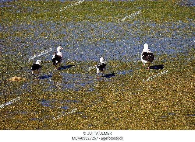 Chile, the North, Andines highland, Andes ducks