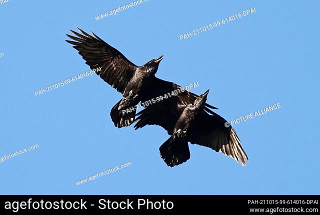 11 October 2021, Brandenburg, Schorfheide: 11.10.2021, Schorfheide. Two common ravens (Corvus corax) fly close together in the blue sky above the Schorfheide...