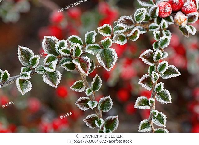 Wall Cotoneaster Cotoneaster horizontalis frost covered leaves, in garden, Powys, Wales