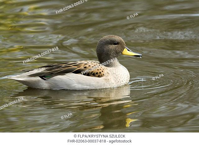 Speckled Teal Anas flavirostris 'Sharp-winged Teal' subspecies, adult, swimming, captive