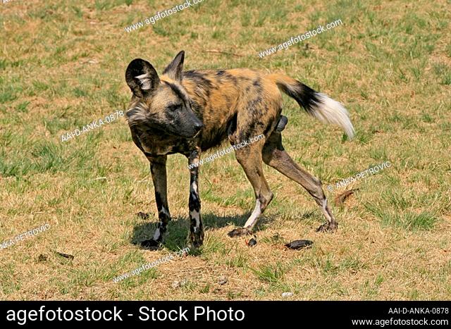 African wild dog standing on grass, Lion & Safari Park, Gauteng, South Africa