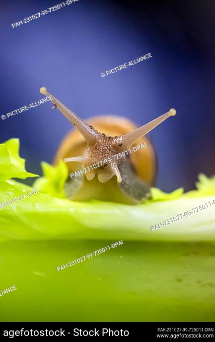PRODUCTION - 27 October 2023, Berlin: A Great Agate Snail (Lissachatina fulica) crawls on a lettuce leaf in the breeding area of the Aquarium Berlin