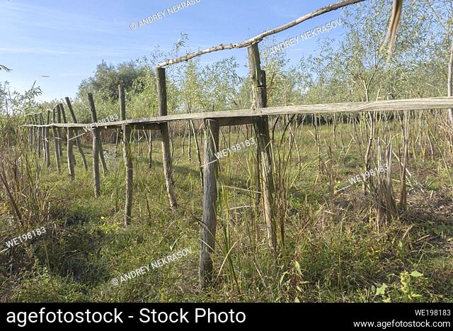 Wooden footbridge through the reeds over flood-meadow. Kartal Eco Park, Orlovka village, Reni raion, Odessa oblast, Ukraine, Eastern Europe
