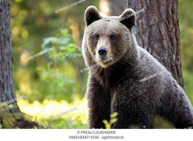 Finland, Carelie, Brown Bear Ursus arctos