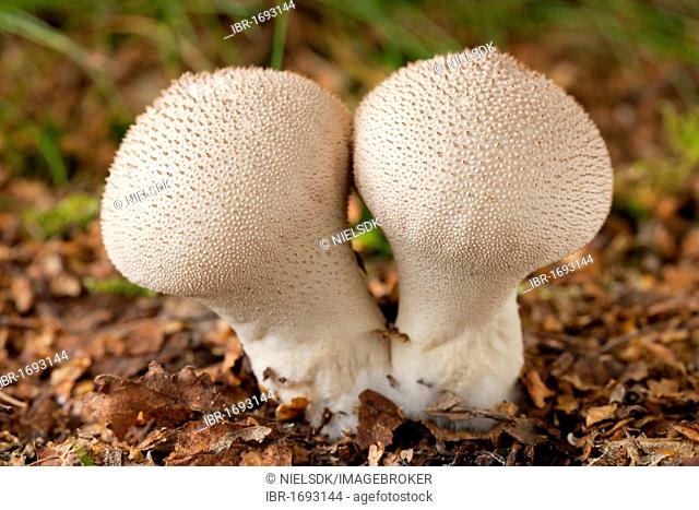 Common puffball mushrooms (Lycoperdon perlatum)