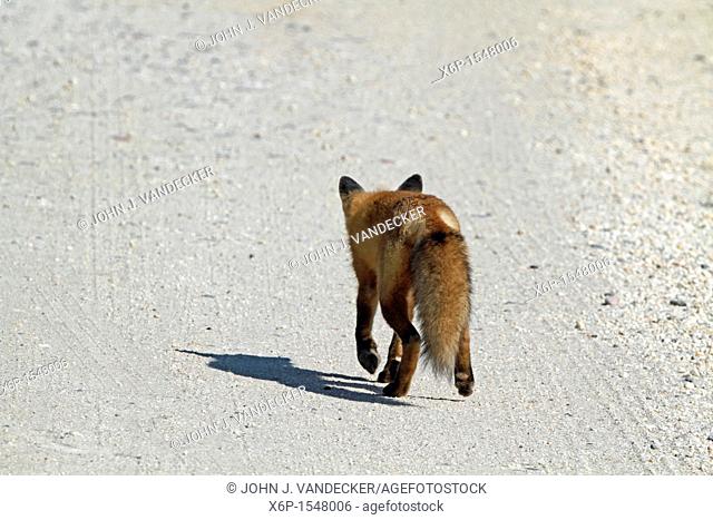 A Red Fox, Vulpes vulpes, walking away on a sandy gravel road  Edwin B  Forsythe National Wildlife Refuge, Oceanville, New Jersey, USA