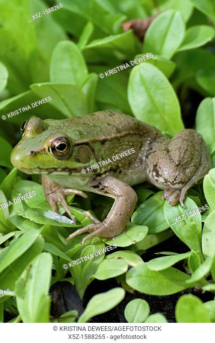 A Green Frog crouched in the foliage beside a small pond