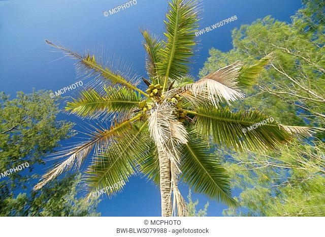 coconut palm Cocos nucifera, with fruits, Seychelles