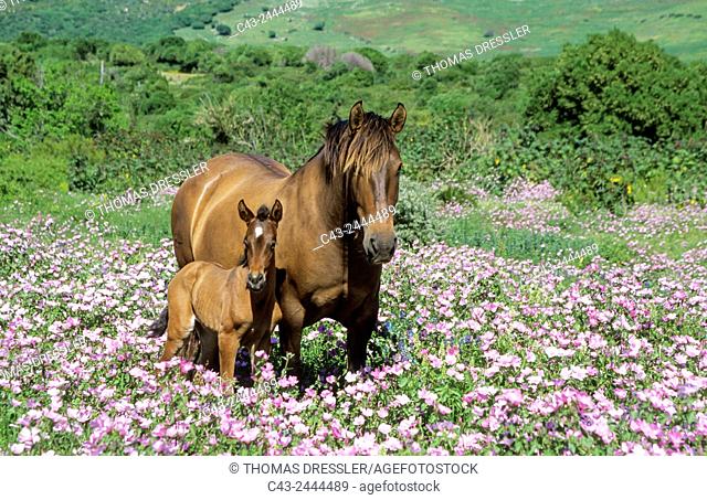 Mare with foal in a flowery spring meadow near Tarifa. Cadiz, Andalusia, Spain