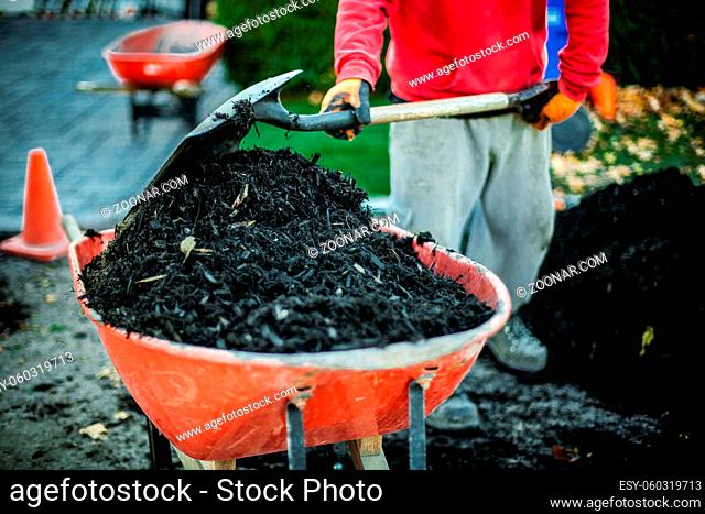Man using a shovel to put mulch inside a red wheelbarrow as part of a landscaping project