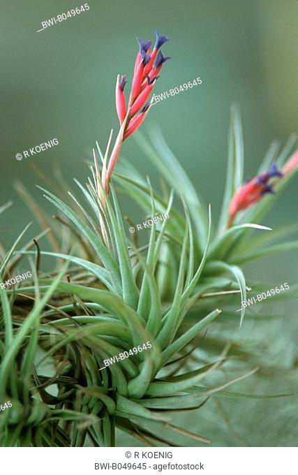Tillandsia Tillandsia aeranthos, blooming