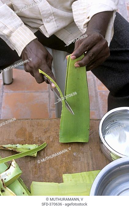 Man cutting open an Aloe vera leaf
