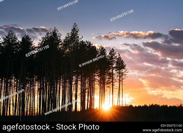 Sunset Sunrise In Pine Forest. Sun Sunshine In Sunny Spring Coniferous Forest. Sunlight Sun Rays Shine Through Woods In Landscape Bright Colorful Dramatic Sky...