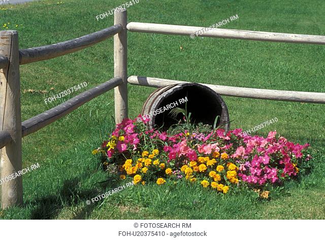 Vermont, VT, Colorful flowers displayed next to a split rail fence in Charlotte