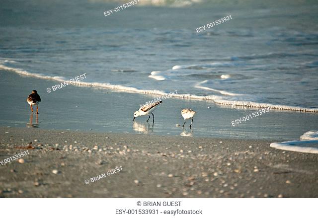 Shorebirds on a Florida Beach in the Morning