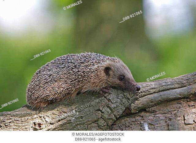 Western European Hedgehog (Erinaceus europaeus). Order: Erinaceomorpha, Fam: Erinaceidae